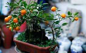 Quất bonsai chơi Tết đắt hàng