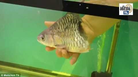 Sửng sốt con cá đứt đôi thân vẫn sống được 6 tháng