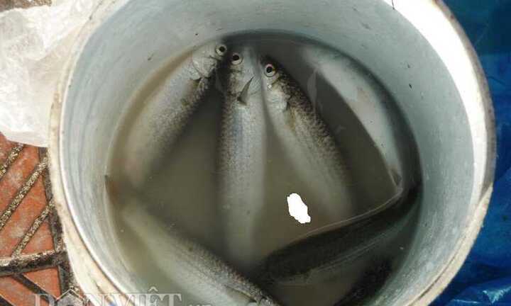 Dùng bột mỳ câu cá, kiếm nửa triệu mỗi ngày