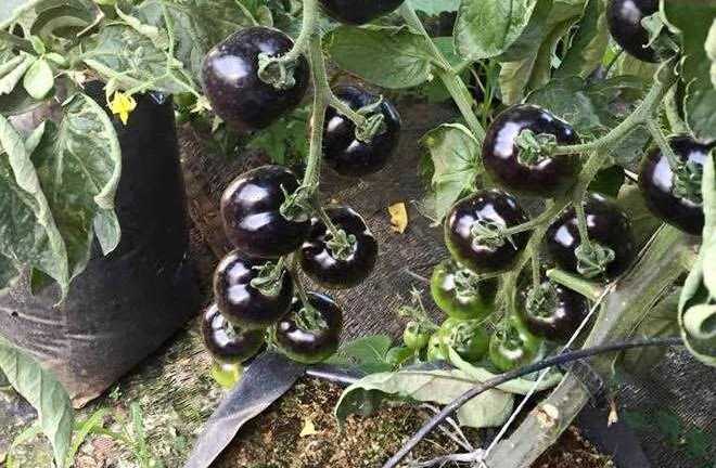 Phát cuồng mua nông sản lạ, nhiều người hớ nặng