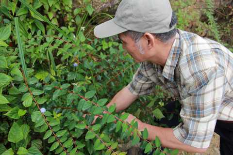 Bí ẩn dị thảo 'râu rồng' trị tiểu đường của nhà sư Tây Tạng