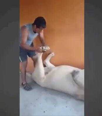 Clip: Tận mục ‘việc nhẹ lương cao’ bao người mơ ước