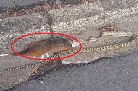 Clip: Rắn quằn quại cố nuốt chửng con mồi to gấp đôi mình