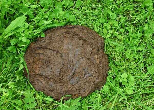 Bánh phân bò 17.000 đồng/cái 'cháy hàng' ở Ấn Độ