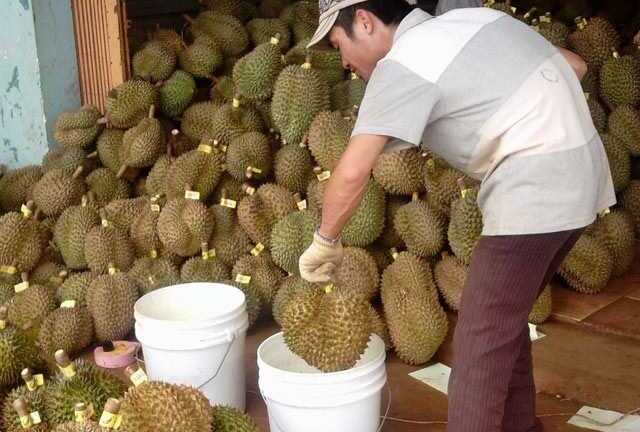 Nhà khoa học khẳng định thuốc kích chín trái cây Ethephon không độc