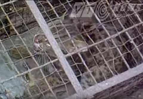 Đàn báo mèo hoang dã ở bãi bồi sông Hồng thuộc chủng loại nào?