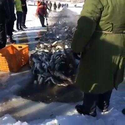 Clip: Xem ngư dân giăng lưới bắt mẻ cá khổng lồ từ dòng sông băng