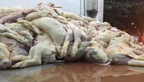 Hàng trăm lợn sữa chết trương sắp lên bàn nhậu bị phát hiện