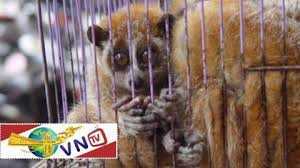 Động vật hoang dã 'thảm thiết' kêu cứu