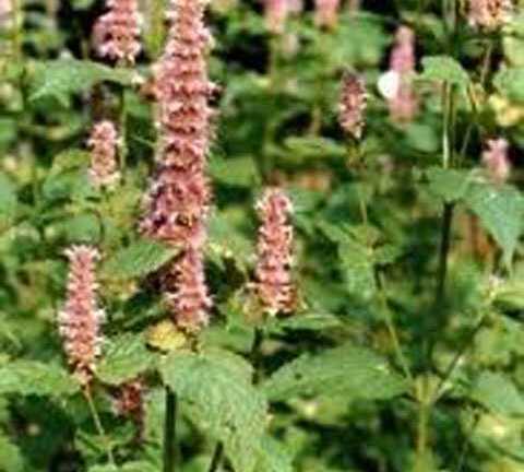 Bài thuốc ngâm giúp đàn ông thoát khỏi liệt dương