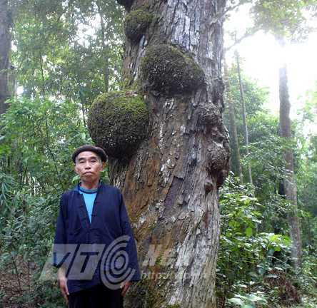Những thân cây lạ quanh ngôi đền linh thiêng không ai dám vào ở Hà Giang