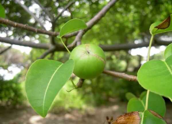 Giải mã loài cây kịch độc chỉ đứng cạnh cũng đi gặp... Thần Chết