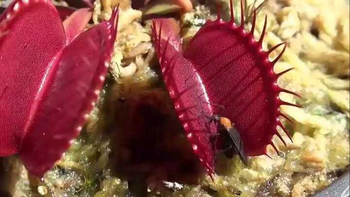 Rợn người clip cây ăn thịt ‘banh hàm’ diệt mồi hàng loạt