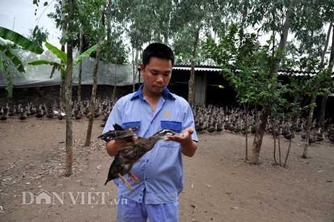 Đặc sản vịt trời sạch tăng giá gấp đôi vẫn 'cháy hàng'