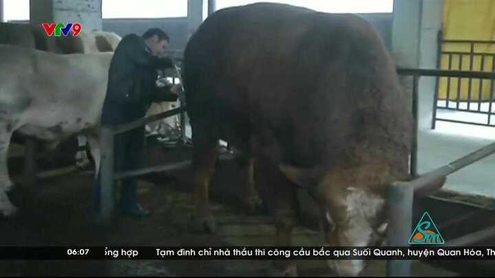 Clip: Kinh ngạc bò khổng lồ nặng gần 2 tấn ở Trung Quốc