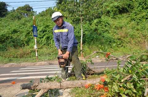 Chi tiền tỷ trồng cây 'lạ' rồi lại chặt bỏ