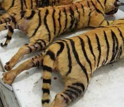 Thâm nhập 'mật đạo' nấu cao hổ cốt giữa lòng Hà Nội