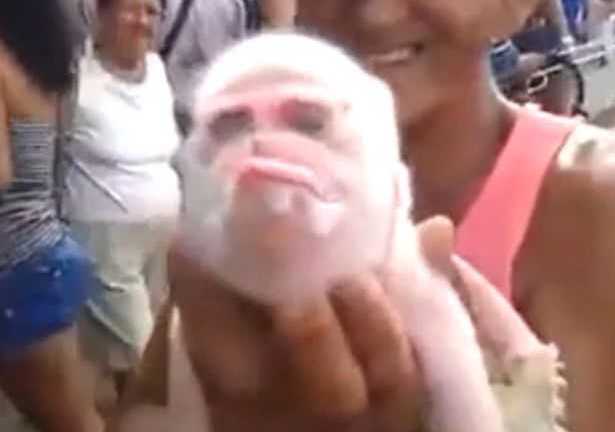 Clip: Cận cảnh lợn mặt khỉ kỳ dị ở Cuba gây xôn xao