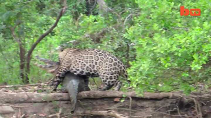 Clip: Báo đốm điên cuồng lao xuống sông tiêu diệt cá sấu