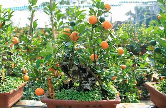 Cây kiểng độc, đẹp từ cổ thụ tới mini cho đại gia chưng Tết