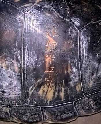 Bắt được rùa biển 50kg có khắc chữ trên mai