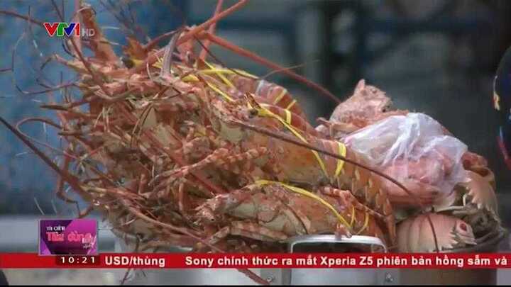 Video: Sự thật kinh hoàng về tôm hùm giá rẻ