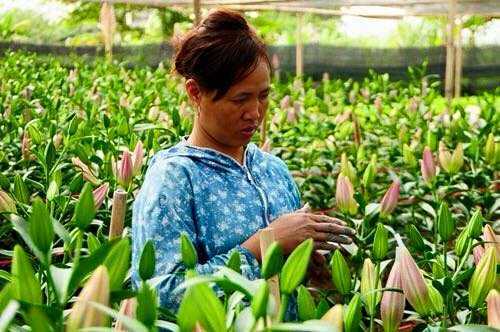 Thảm cảnh 'hoa cười, người khóc' ở làng hoa Tây Tựu