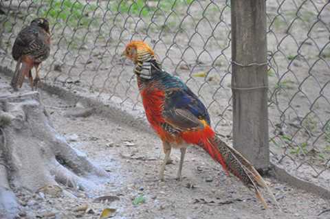 Đặc sản ngày Tết: Hàng 'tiến vua' bạc triệu lên ngôi