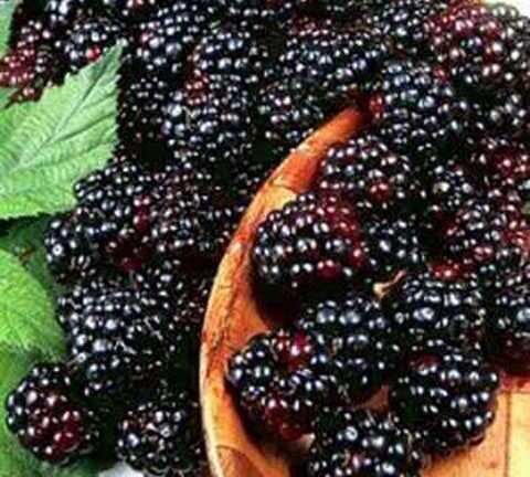 Loại quả giúp bổ can thận, dưỡng huyết