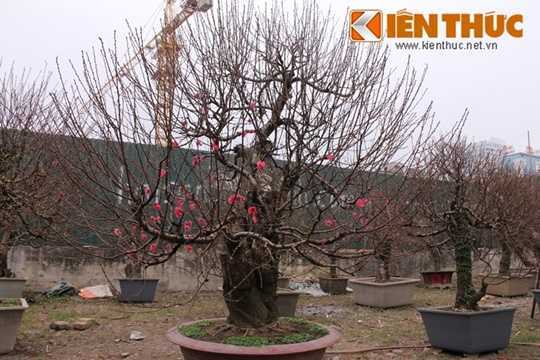 Bóc giá 'trên trời' của loạt đào thế khủng ở Hà Nội