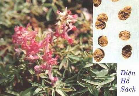 Bài thuốc hay chữa viêm gan mạn