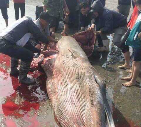 Xôn xao cá voi khổng lồ bị xẻ thịt, máu lênh láng bờ biển