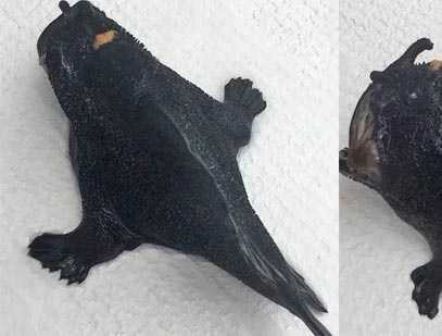 Chân dung cá có chân đi bộ dưới đáy biển