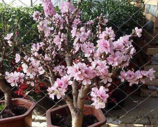 Đào Trung Quốc 1 triệu đồng/chậu 'đe đọa' đào Nhật Tân