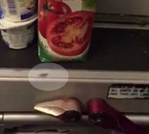 Clip: Gián bò lổm ngổm trong nhà bếp trên máy bay