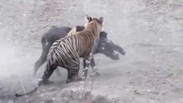 Clip: Mãnh hổ phục kích dưới nước, thảm sát lợn rừng