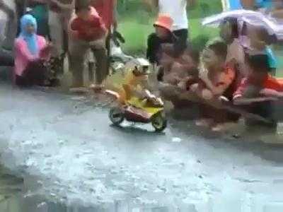 Clip: Khỉ đội mũ bảo hiểm lái môtô cực ngầu