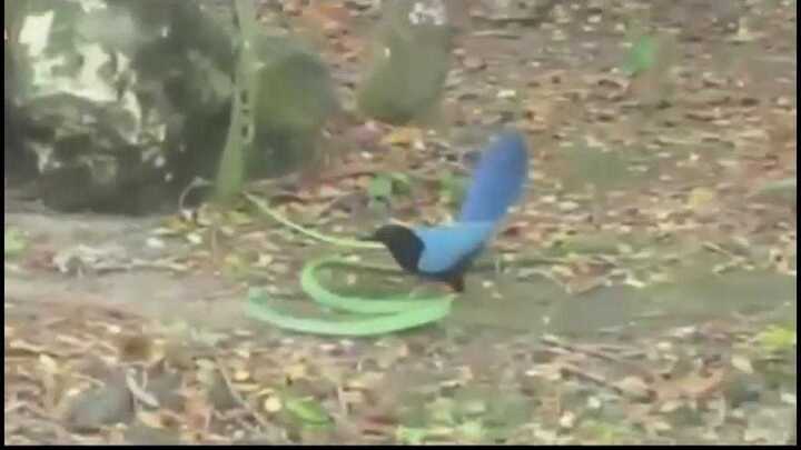 Clip: Rắn lục, chim xanh huyết chiến và cái kết bất ngờ