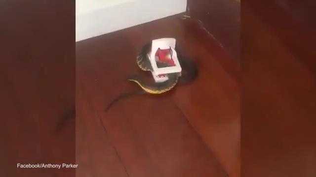 Kinh hãi phát hiện rắn hổ mang vào nhà... sập bẫy chuột