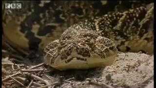 Clip: Cóc giết rắn 'khủng' ngoạn mục