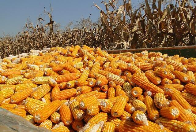 Phân người là 'vũ khí' cứu ngành nông nghiệp tương lai