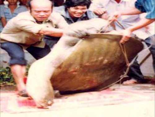 Chuyện chưa biết về cuộc vây bắt con ba ba nặng 1,2 tạ ở Hòa Bình