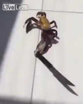 Clip: Cua ‘sát thủ’ nghênh ngang khua dao dọa người đi đường