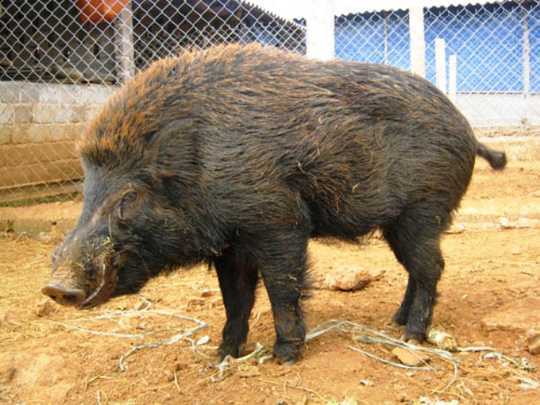 Lợn của cán bộ huyện sổng chuồng tấn công khiến nhiều người nhập viện