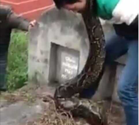 Giật mình thấy trăn khổng lồ chui vào mộ ở Hưng Yên