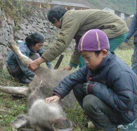 Ảnh: Dân vùng cao thất thần bên đàn trâu, bò chết la liệt