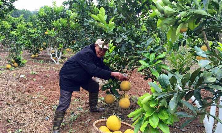 Đặc sản bưởi Diễn hữu cơ, sạch 100%