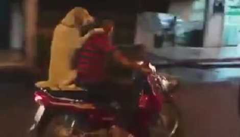 Video chó ngồi sau xe máy như người gây 'bão' mạng
