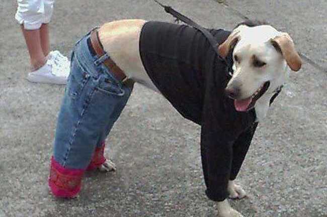 Áo rét, quần tất cho chó mèo 'đắt cắt cổ'