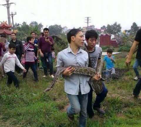 Thông tin bất ngờ về con trăn khổng lồ chui vào mộ ở Hưng Yên